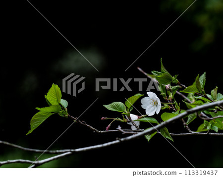 陰天，森林裡盛開的櫻花 113319437