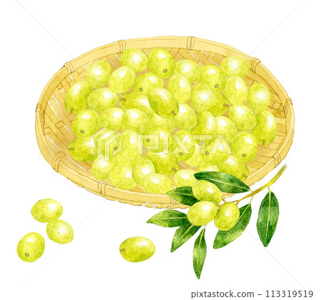 Green olives harvested in a bamboo sieve Hand-drawn watercolor illustration of fruit Green olives harvested in a bamboo sieve Hand-drawn watercolor illustration of fruit 113319519
