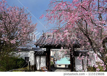 池田城跡公園 城門與櫻花 113319606