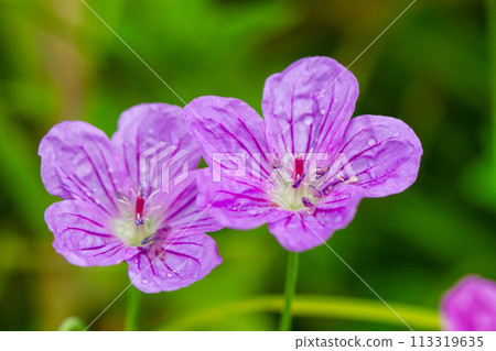 Ezo Furo Ezo Furo 113319635