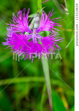 Kawaranadesico Kawaranadesico 113319639