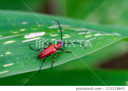 Kanakiri Akahana 113319641