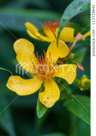 Hypericum ascyron 113319645