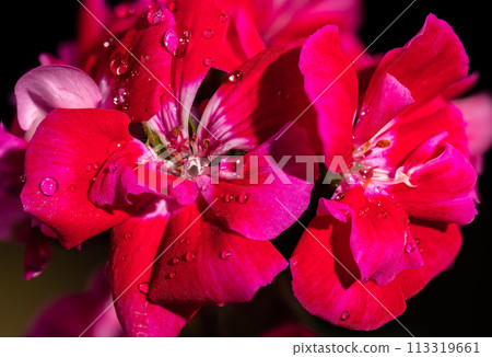 Red kalanchoe flowers on a black background 113319661