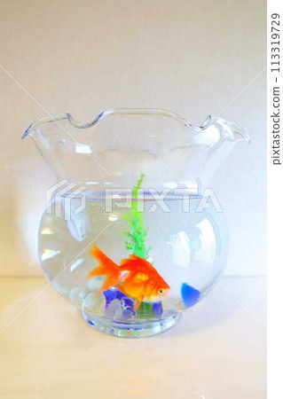 Goldfish Goldfish Fish Summer Japan Japanese Goldfish Goldfish Fish Summer Japan Japanese 113319729