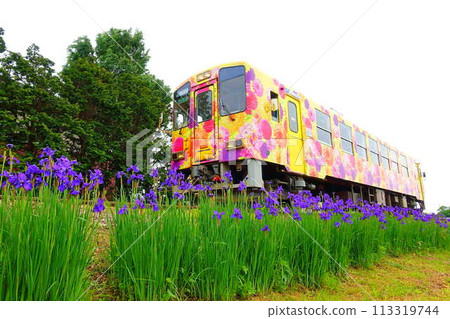 Flower Nagai Line Yamagata Railway Ayame 113319744