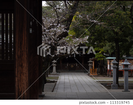 The shrine approach at dusk and cherry blossoms beginning to bloom at Kawaguchi Shrine in Kawaguchi City, Saitama Prefecture 113319745