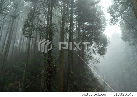 Fog forest Fog forest 113320143