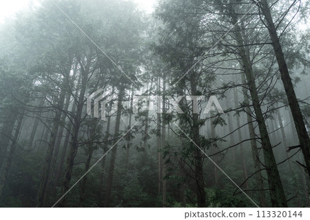 Fog forest Fog forest 113320144