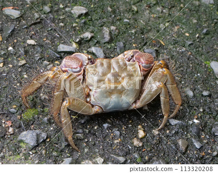 紅蟹殼 113320208