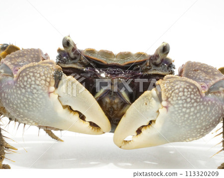螃蟹的前視圖特寫 113320209