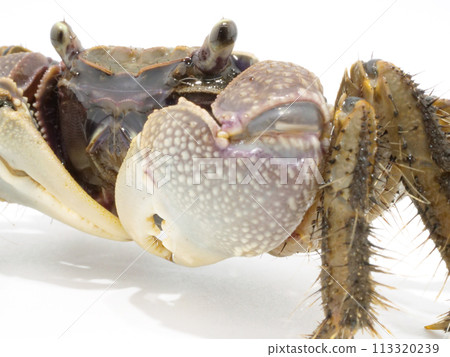 斜紅蟹 113320239