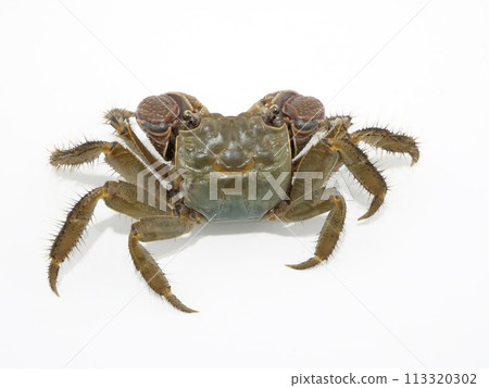 Crab with legs spread 113320302