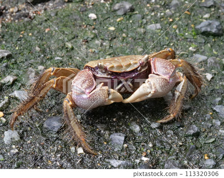 A red crab on the asphalt A red crab on the asphalt 113320306