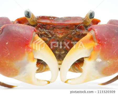 Close-up of the face of a red crab Close-up of the face of a red crab 113320309