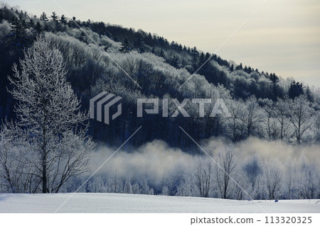 樹木覆蓋著白霜 樹木覆蓋著白霜 113320325