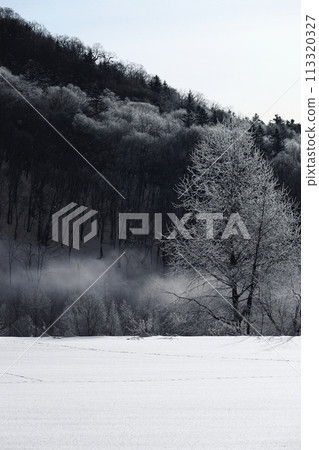 樹木被河水霧氣籠罩 樹木被河水霧氣籠罩 113320327