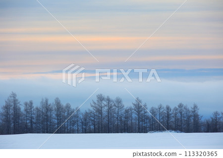 Winter larch forest at sunrise 113320365