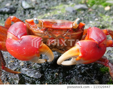 Close-up of red crab 113320447