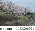 Cherry Blossoms	 113320551