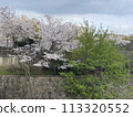 Cherry Blossoms	 113320552
