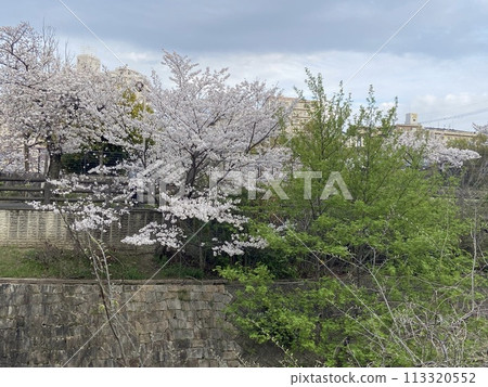 Cherry Blossoms Cherry Blossoms 113320552