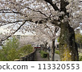 Cherry Blossoms	 113320553