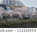 Cherry Blossoms	 113320554