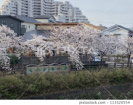 Cherry Blossoms Cherry Blossoms 113320554