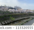 Cherry Blossoms	 113320555