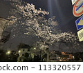 Cherry Blossoms	 113320557