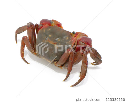 Back of the red crab Back of the red crab 113320630