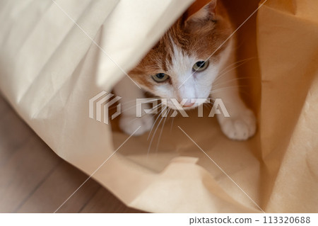 Cat in a paper bag brown tabby white 113320688