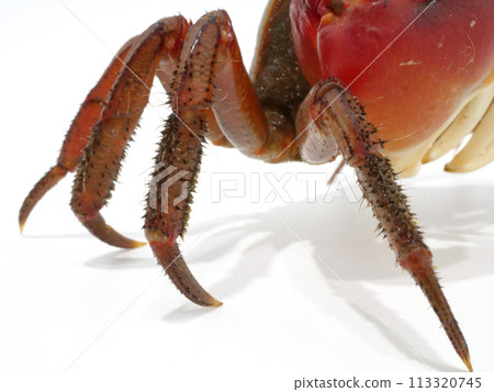 A close-up of the hairy, spiky legs of a red crab 113320745