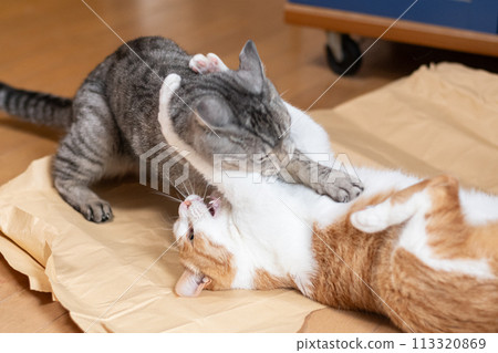 Two cats fighting 113320869