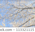 復古的櫻花在藍天的襯托下熠熠生輝 113321115