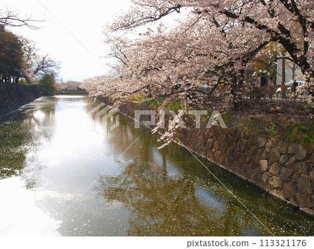 Cherry blossoms in full bloom blooming on the edge of the moat 113321176