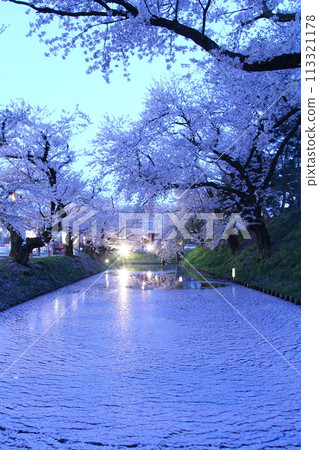 Cherry blossoms at night 113321178