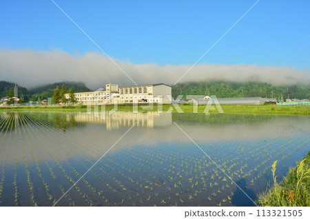 魚沼稻米產地的春天景色，稻田裡稻苗搖曳 113321505