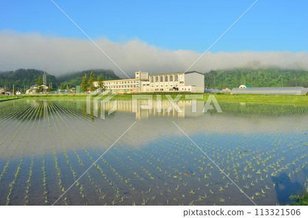 魚沼稻米產地的春天景色，稻田裡稻苗搖曳 113321506
