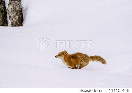 一隻腳埋在深雪原裡的紅狐 113321646