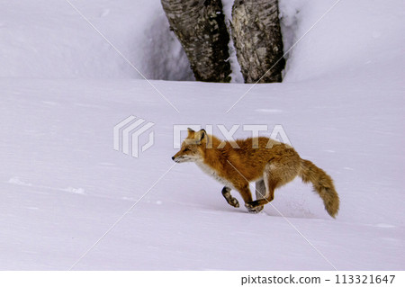 A red fox running through the snow 113321647