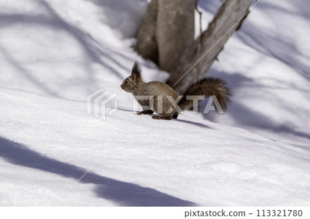Hokkaido squirrel running on the snow Hokkaido squirrel running on the snow 113321780