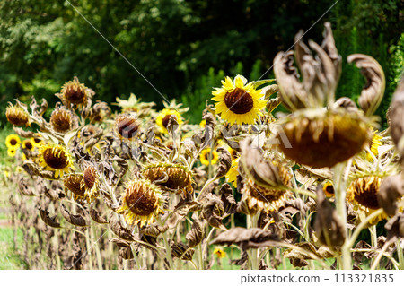 Wet sunflower flowers Wet sunflower flowers 113321835