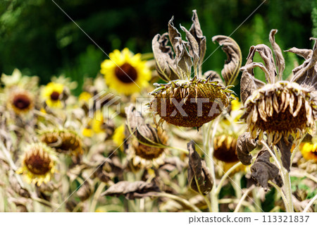 Wet sunflower flowers Wet sunflower flowers 113321837
