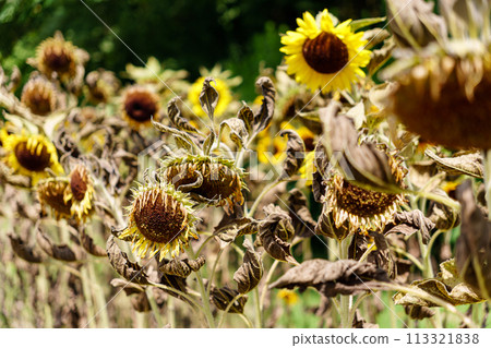 Wet sunflower flowers 113321838