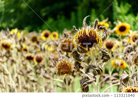 Wet sunflower flowers 113321840