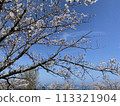 Cherry Blossoms	 113321904