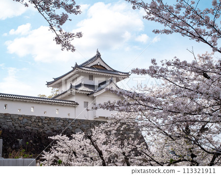 Castles and cherry blossoms 113321911
