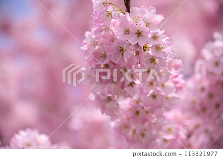 櫻花代表春天 113321977